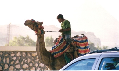 Camels at Giza